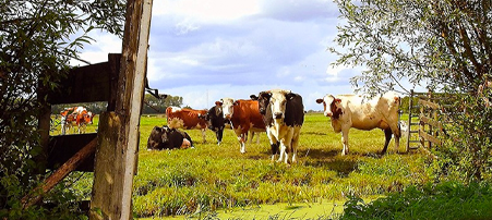 Eerste Nederlandse boeren in de Alblasserwaard verkopen CO2-credits